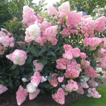 Hortenzija, skarainā ,,Vanille Fraise,, /Hydrangea paniculata/ - C7,5 kont.