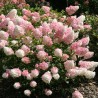 Hortenzija, skarainā ,,Vanille Fraise,, /Hydrangea paniculata/ - C7,5 kont.