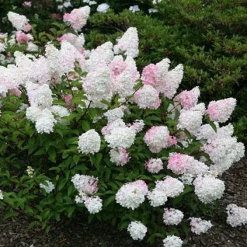Hortenzija, skarainā ,,Vanille Fraise,, /Hydrangea paniculata/ - C7,5 kont.