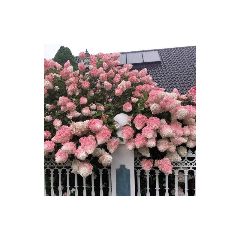 Hortenzija, skarainā ,,Vanille Fraise,, /Hydrangea paniculata/ - C7,5 kont.
