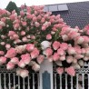 Hortenzija, skarainā ,,Vanille Fraise,, /Hydrangea paniculata/ - C7,5 kont.