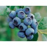 Krūmmellene ,,Bluecrop,, /Vaccinium corymbosum/ - C7,5 kont.
