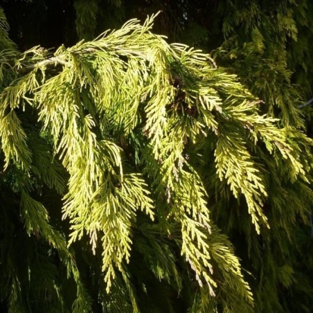 Losena paciprese "Winston Churchill" /Chamaecyparis lawsoniana/