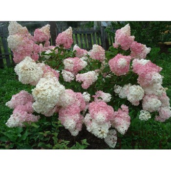 Skarainā hortenzija ,,Vanille Fraise,, /Hydrangea paniculata/ - C3  kont.