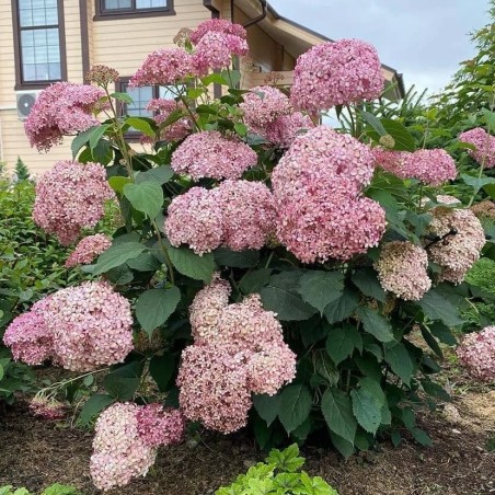 Hortenzija, medlievinė ,,Candybelle Bubblegum,,  /Hydrangea arborescens/- P9 kont.