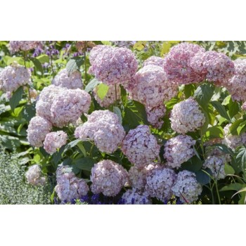 Hortenzija, medlievinė ,,Candybelle Bubblegum,,  /Hydrangea arborescens/- P9 kont.