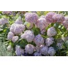 Hortenzija, medlievinė ,,Candybelle Bubblegum,,  /Hydrangea arborescens/- P9 kont.