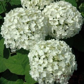 Hortenzija, medlievinė ,,Annabelle,, /Hydrangea arborescens/ - P9 kont.
