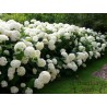 Hortenzija, medlievinė ,,Annabelle,, /Hydrangea arborescens/ - P9 kont.