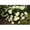 Hortenzija, medlievinė ,,Annabelle,, /Hydrangea arborescens/ - P9 kont.