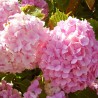 Hortenzija, stambiažiedė 'Bouquet Rose' /hydrangea macrophylla/ - P9 kont.