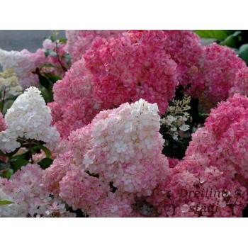 Skarainā hortenzija ,,Vanille Fraise,, /Hydrangea paniculata/ - C3  kont.