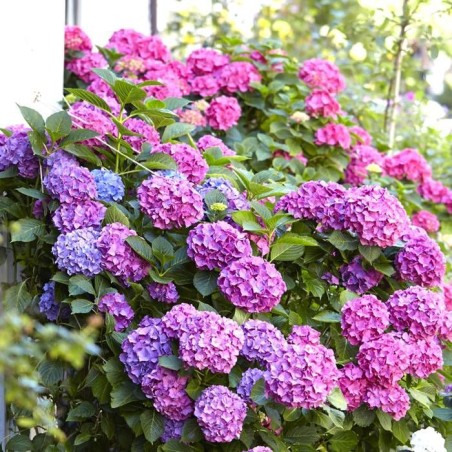 Hortenzija, stambiažiedė 'Bouquet Rose' /hydrangea macrophylla/ - P9 kont.
