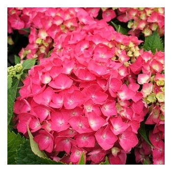 Hortenzija, liellapu 'Leuchtfeuer' /hydrangea macrophylla/ - P9 kont.