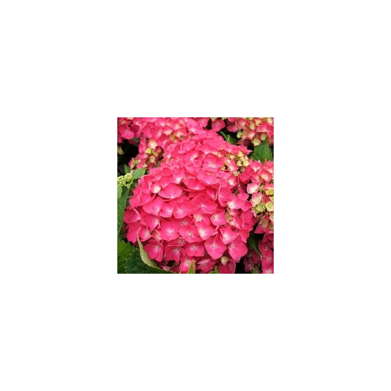 Liellapu hortenzija 'Leuchtfeuer' /hydrangea macrophylla/ - P9 kont.
