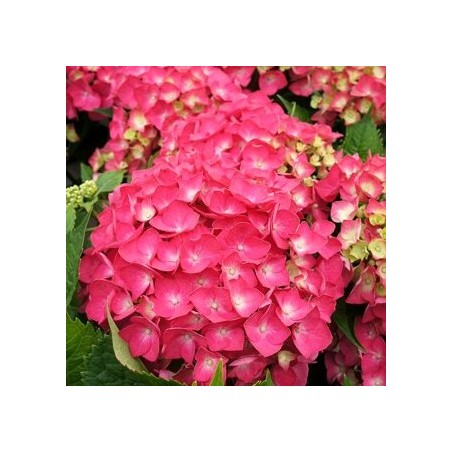 Liellapu hortenzija 'Leuchtfeuer' /hydrangea macrophylla/ - P9 kont.