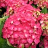 Hortenzija, liellapu 'Leuchtfeuer' /hydrangea macrophylla/ - P9 kont.