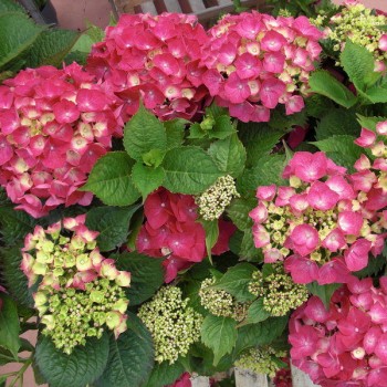 Hortenzija, stambiažiedė 'Leuchtfeuer' /hydrangea macrophylla/ - P9 kont.