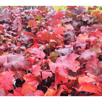 Hortenzija, ozollapu 'Amethyst' /hydrangea quercifolia/ - P12 kont.