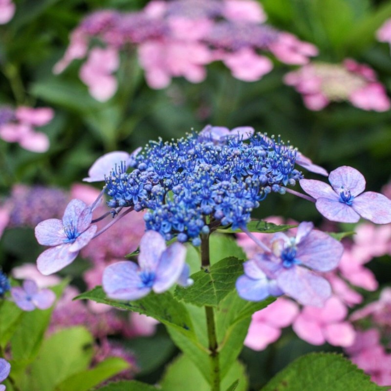 Hortenzija, dantytoji ,,Bluebird,, /Hydrangea serrata/ - P9 kont.