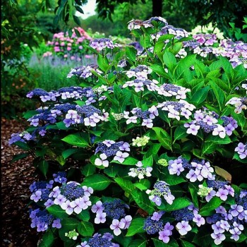 Hortenzija, dantytoji ,,Bluebird,, /Hydrangea serrata/ - P9 kont.