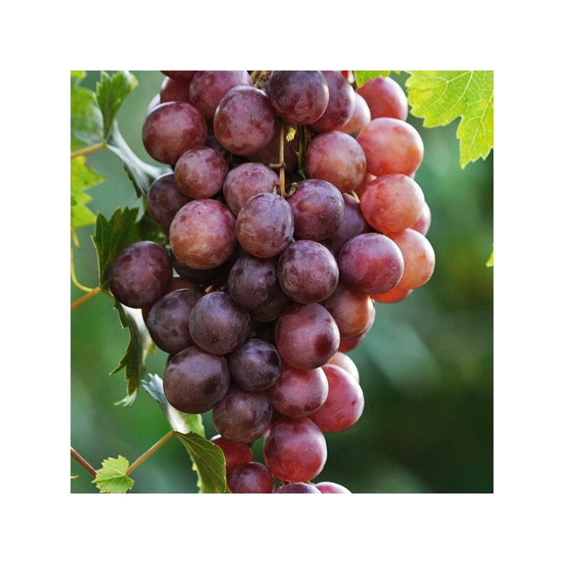 Vynmedis /vitis/ 'Canadice' - C2 kont.