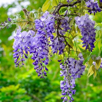 Visterija, Kinų /Wisteria...