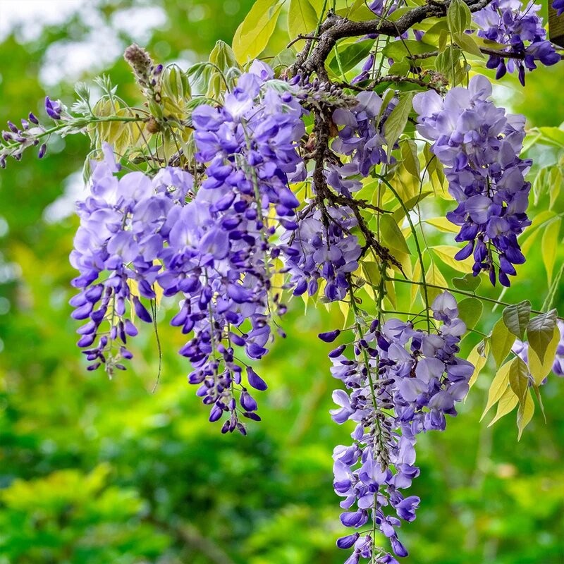 Visterija, Kinų /Wisteria sinensis/ 'Blue moon' - C3 kont.