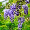Visterija, Kinų /Wisteria sinensis/ 'Blue moon' - C3 kont.