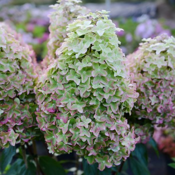 Hortenzija, skarainā ,,Metallica,, ("Renmeta") /Hydrangea paniculata/ - C2,5 kont.