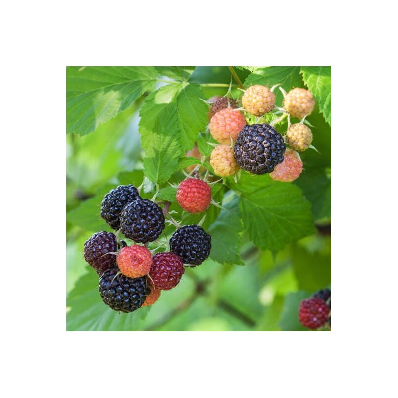 Avene, vasaras "Black Jewel" /rubus occidentalis/ - C1 kont.