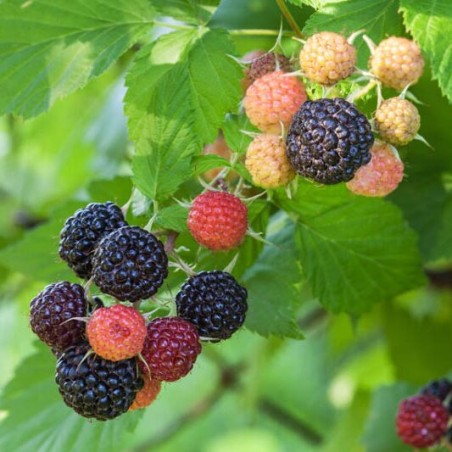 Avene, vasaras "Black Jewel" /rubus occidentalis/ - C1 kont.