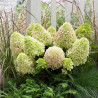 Skarainā hortenzija "Little Fraise" - hydrangea paniculata