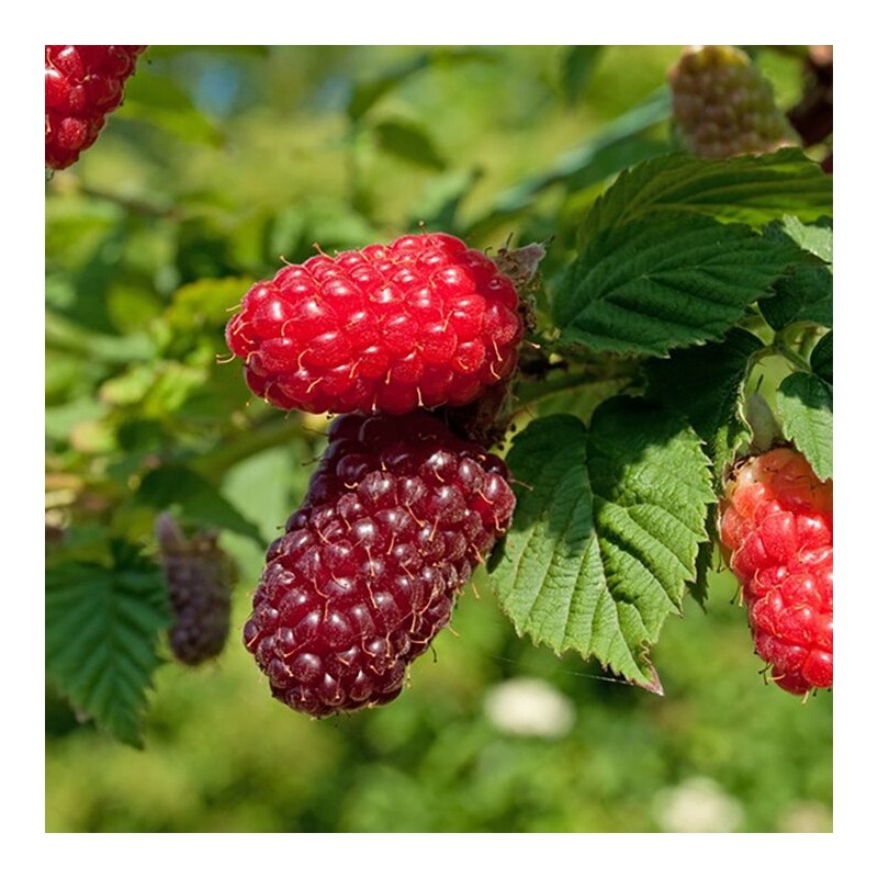 Aviečių–gervuogių hibridas "Buckingham Tayberry" /rubus/ - P9 kont.