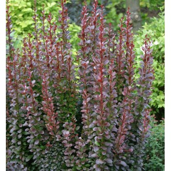 Raugerškis, Tunbergo "Chocolate summer" /berberis thunbergii/ - P9 kont.