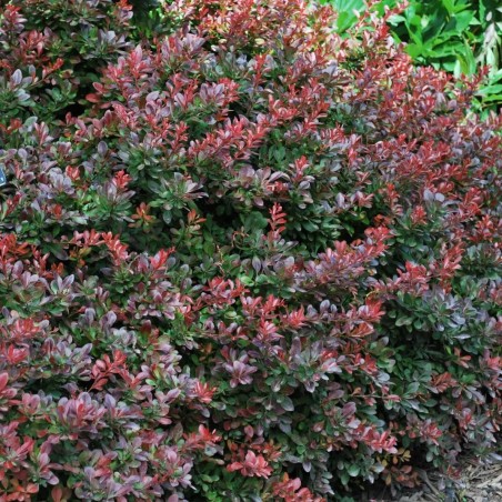 Raugerškis, Tunbergo "Atropurpurea Nana" /berberis thunbergii/ - P9 kont.