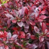 Raugerškis, Tunbergo "Atropurpurea Nana" /berberis thunbergii/ - P9 kont.