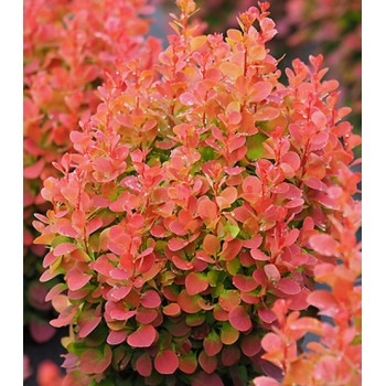 Raugerškis, Tunbergo "Florence" /berberis thunbergii/ P9 Kont.