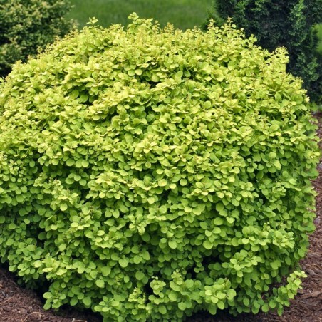 Bārbele, Tunberga "Golden Devine" /berberis thunbergii/ - C2 Kont.