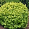 Bārbele, Tunberga "Golden Devine" /berberis thunbergii/ - C2 Kont.