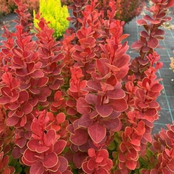 Raugerškis, Tunbergo "Neon"...