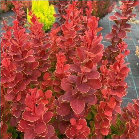 Raugerškis, Tunbergo "Neon" /berberis thunbergii/ - P9 kont.