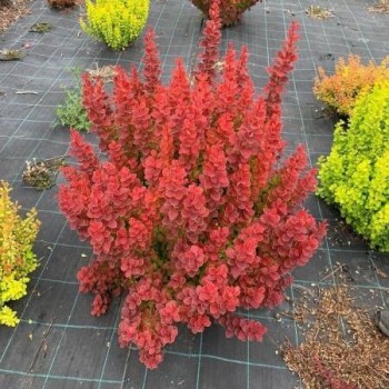 Raugerškis, Tunbergo "Neon" /berberis thunbergii/ - P9 kont.