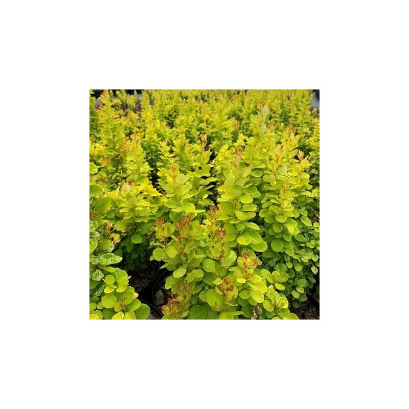 Raugerškis, Tunbergo "Neon Gold" /berberis thunbergii/ - P9 kont.