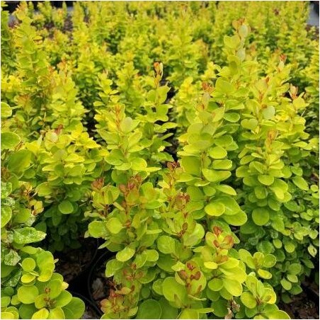 Raugerškis, Tunbergo "Neon Gold" /berberis thunbergii/ - P9 kont.