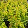 Raugerškis, Tunbergo "Neon Gold" /berberis thunbergii/ - P9 kont.