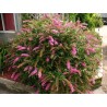 Budlėja, Dovydo ,,Pink Delight,,/Buddleja davidii/- P9 kont.