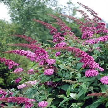 Budleja, Dāvida,, Pink Delight,,/Buddleja davidii/- P9 kont.