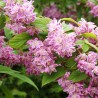 Deucija, hibridinė 'Tourbillon Rouge' /Deutzia x hybrida/ - P9 kont.