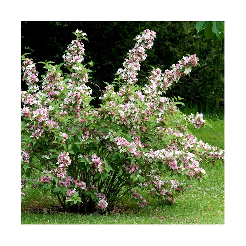 Deucija, hibridinė 'Tourbillon Rouge' /Deutzia x hybrida/ - P9 kont.